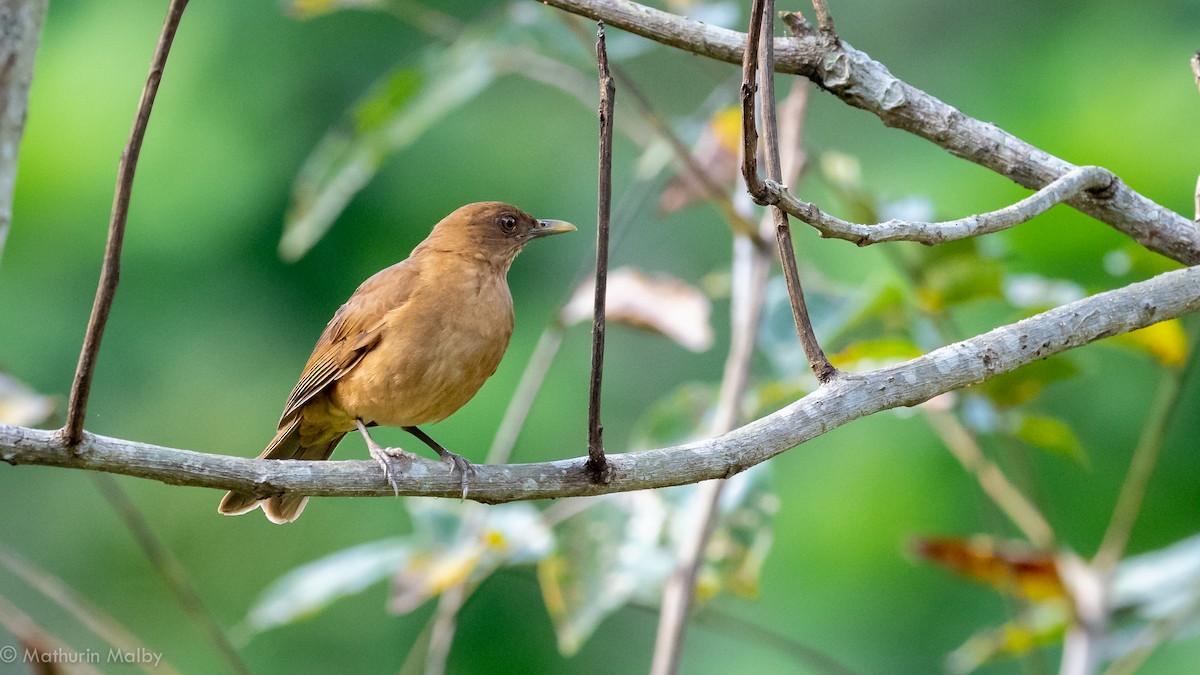 Clay-colored Thrush - Mathurin Malby
