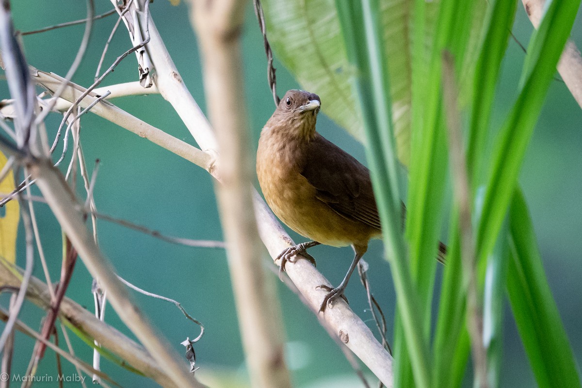 Clay-colored Thrush - Mathurin Malby