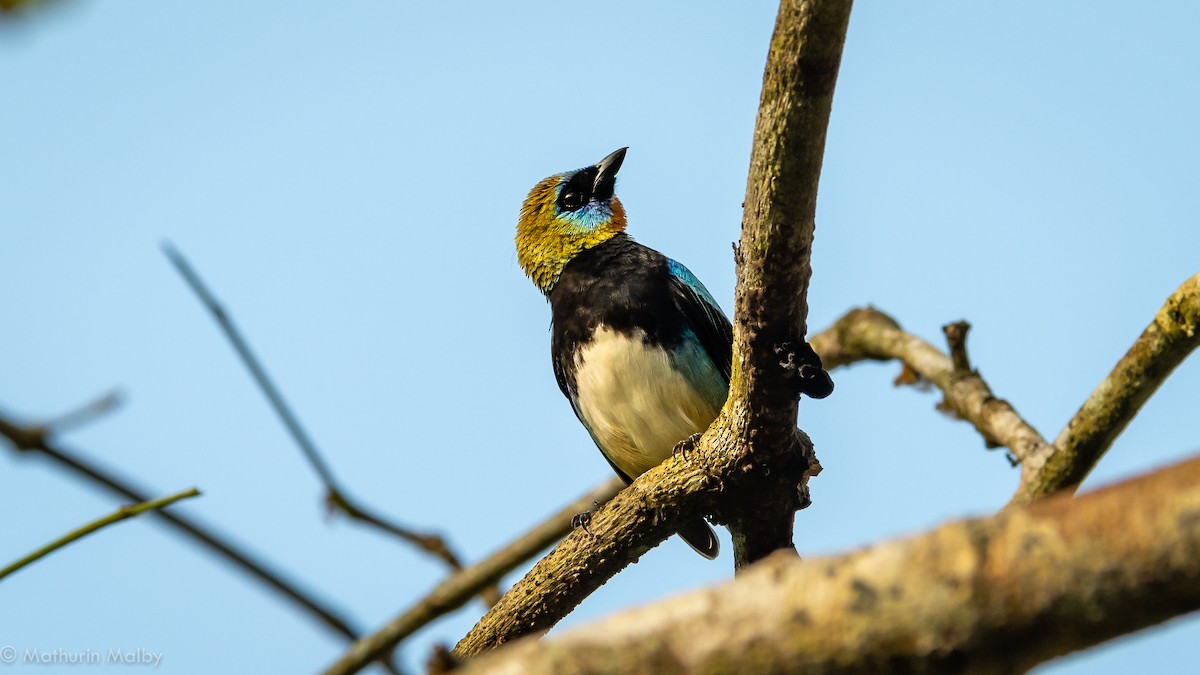 Golden-hooded Tanager - Mathurin Malby
