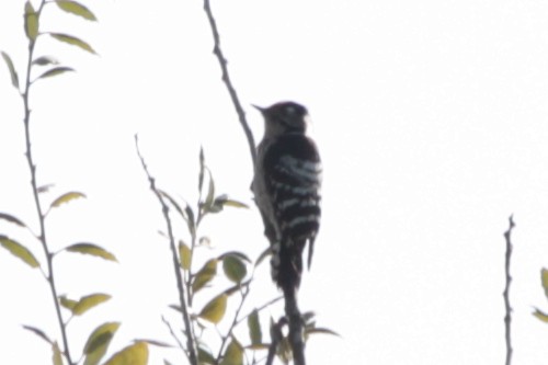 Lesser Spotted Woodpecker - ML141593511