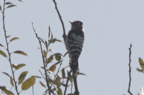 Lesser Spotted Woodpecker - Sergei Danchenko