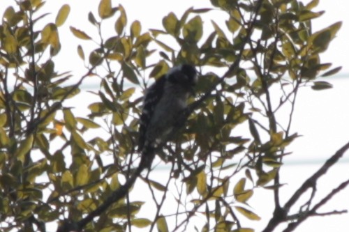 Lesser Spotted Woodpecker - ML141593541
