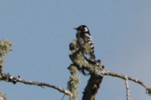 Lesser Spotted Woodpecker - ML141593551