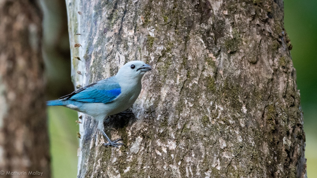 Blue-gray Tanager - ML141593741