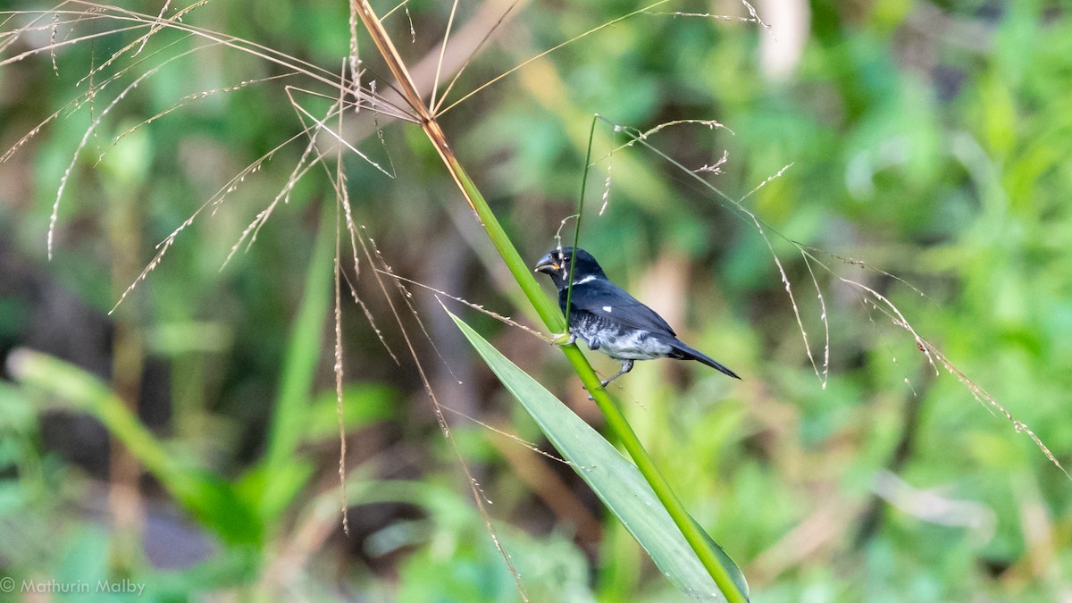 Variable Seedeater - Mathurin Malby