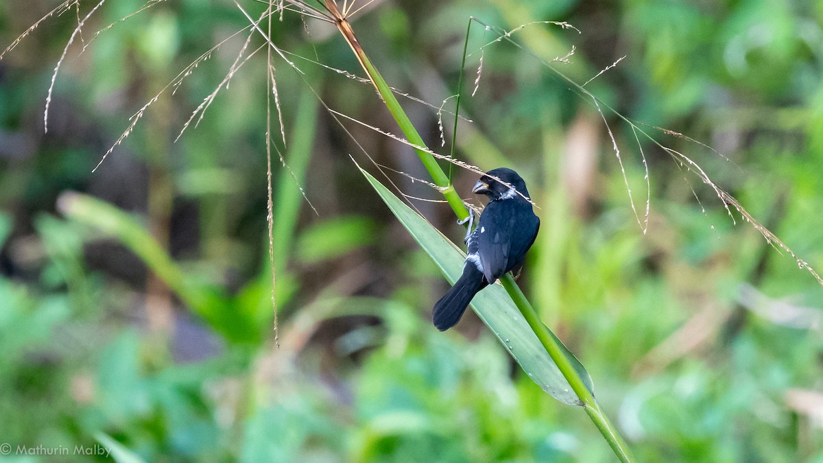 Variable Seedeater - ML141594791