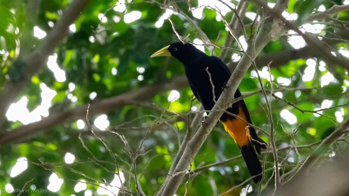 Yellow-rumped Cacique - Mathurin Malby