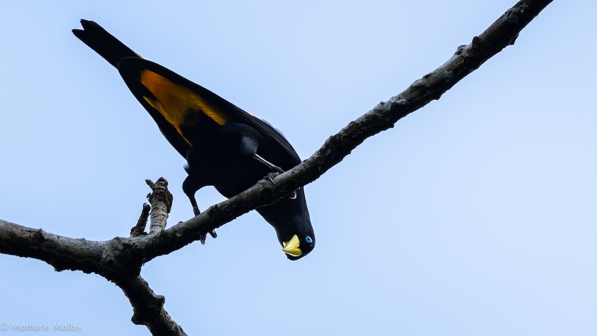 Yellow-rumped Cacique - ML141595351