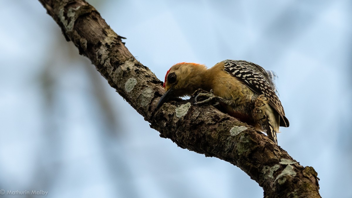 Red-crowned Woodpecker - ML141595561
