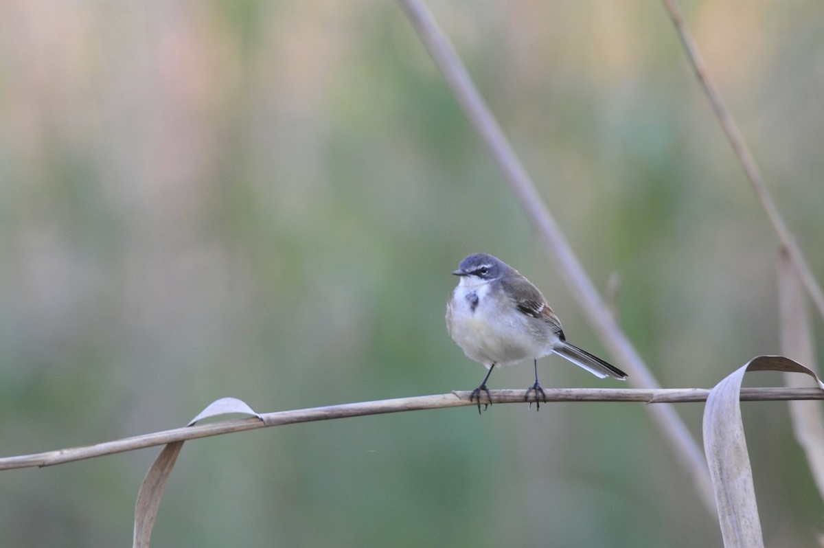 Cape Wagtail - ML141596961