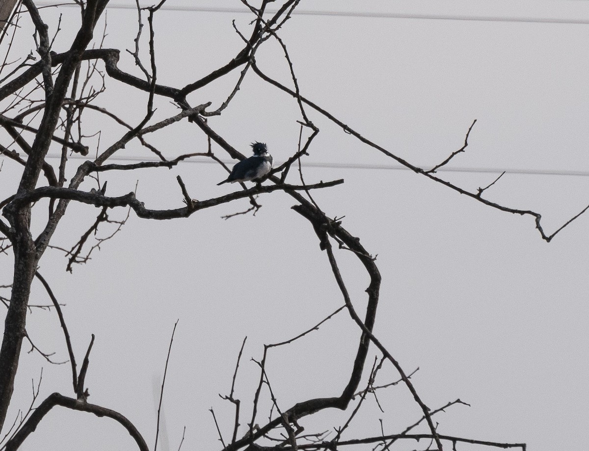 Belted Kingfisher - ML141597581