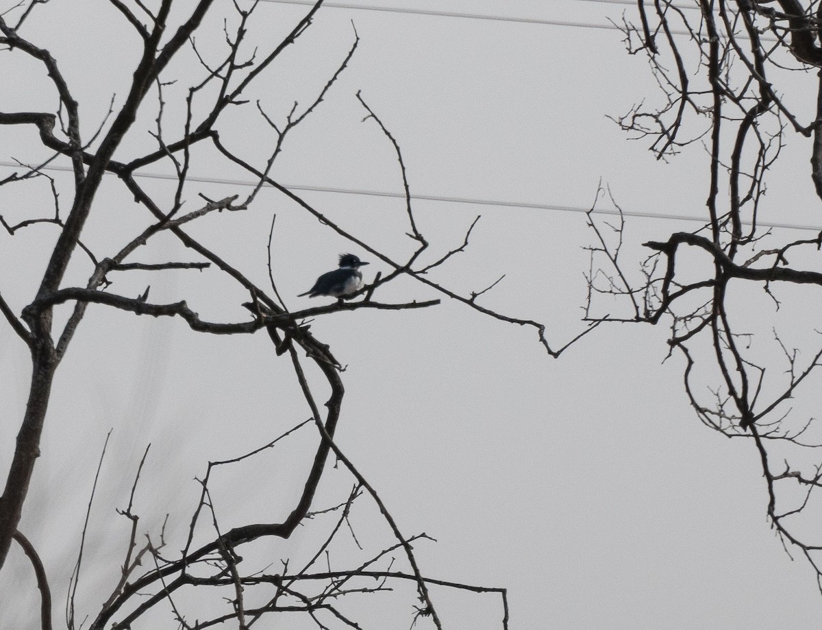 Belted Kingfisher - ML141597591