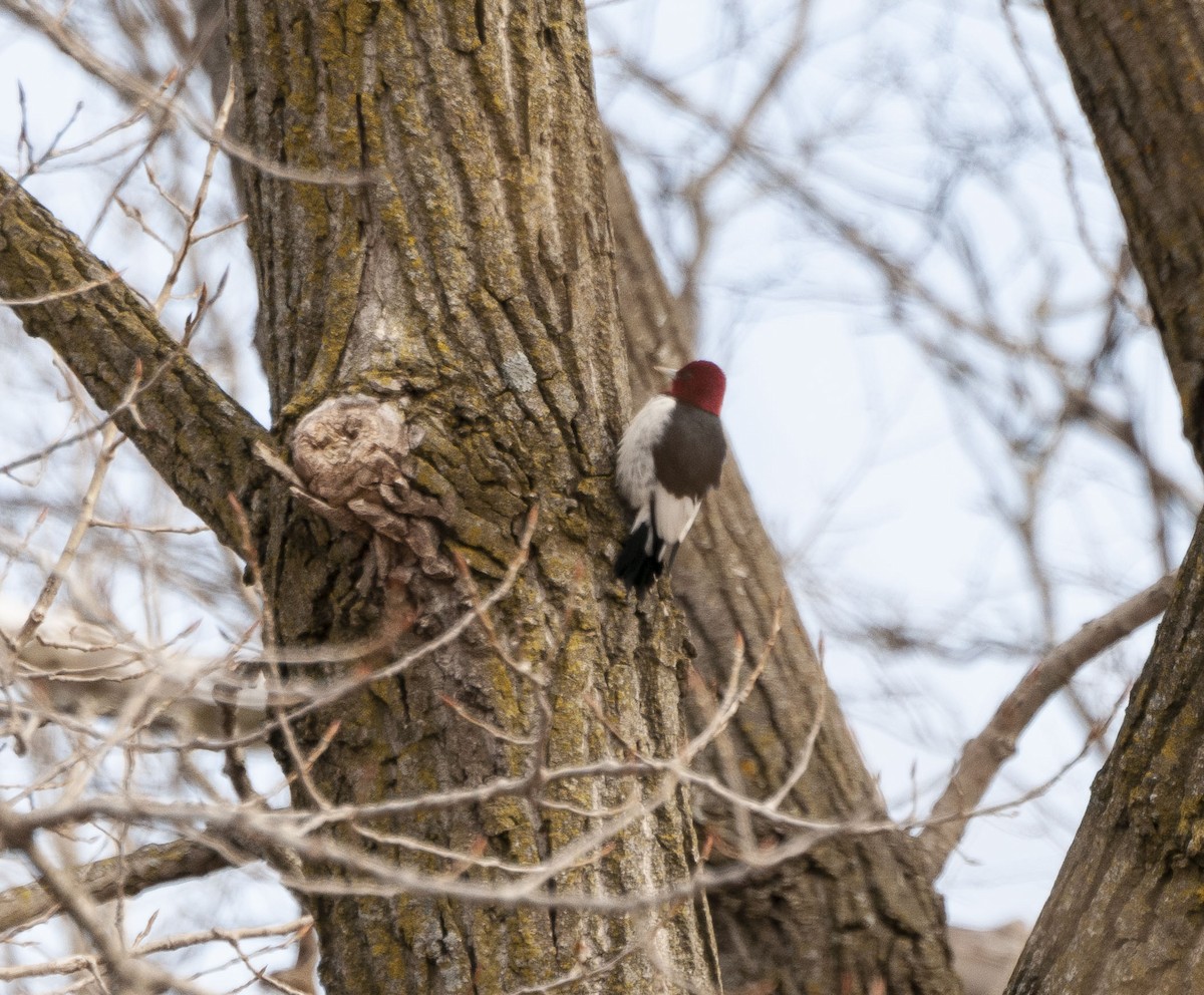 Red-headed Woodpecker - ML141597621