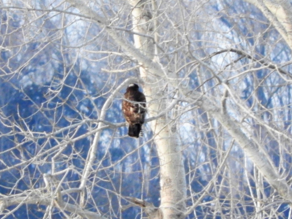 Red-tailed Hawk (Harlan's) - Paul McKenzie