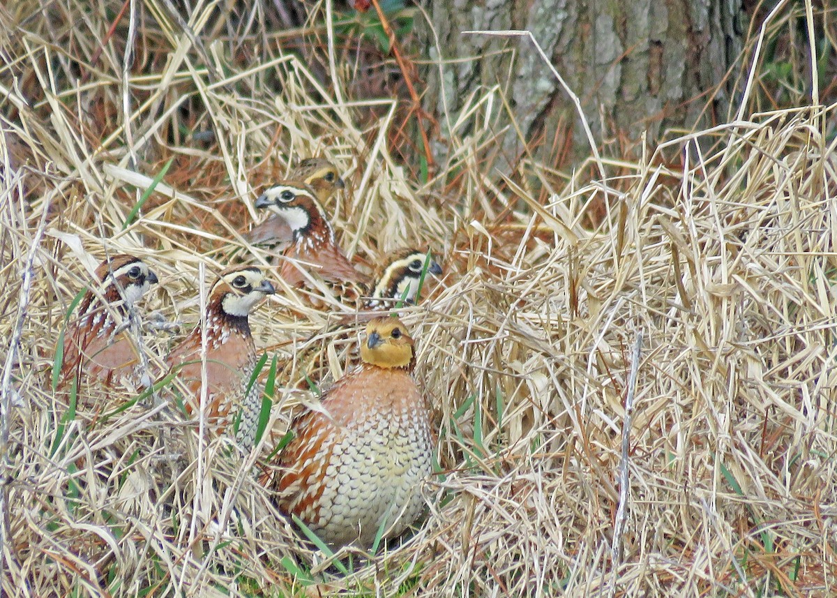 Northern Bobwhite - Sue and Alan Young