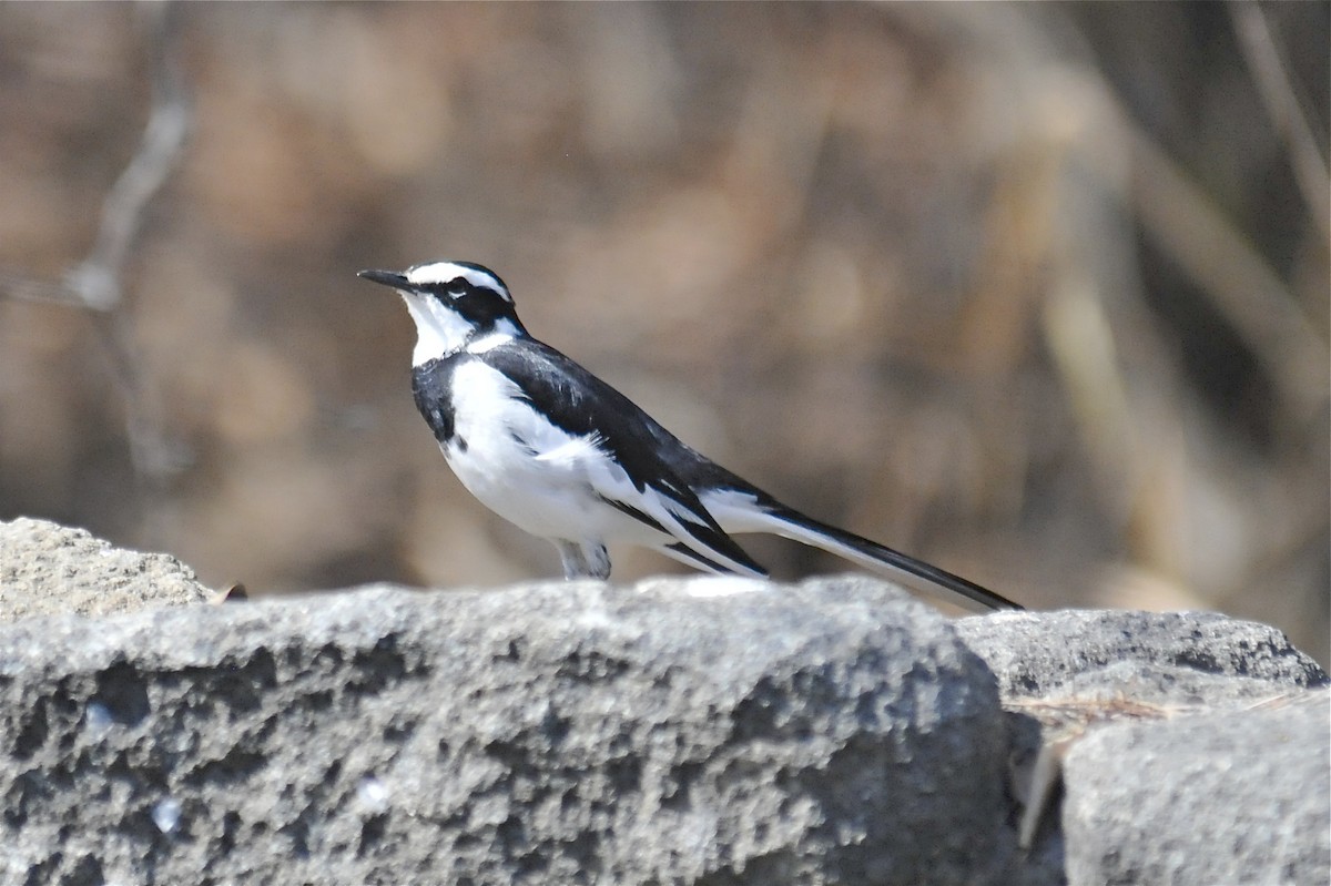 African Pied Wagtail - ML141599751