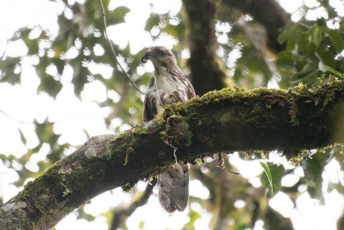 Madagascar Cuckoo-Hawk - ML141599881