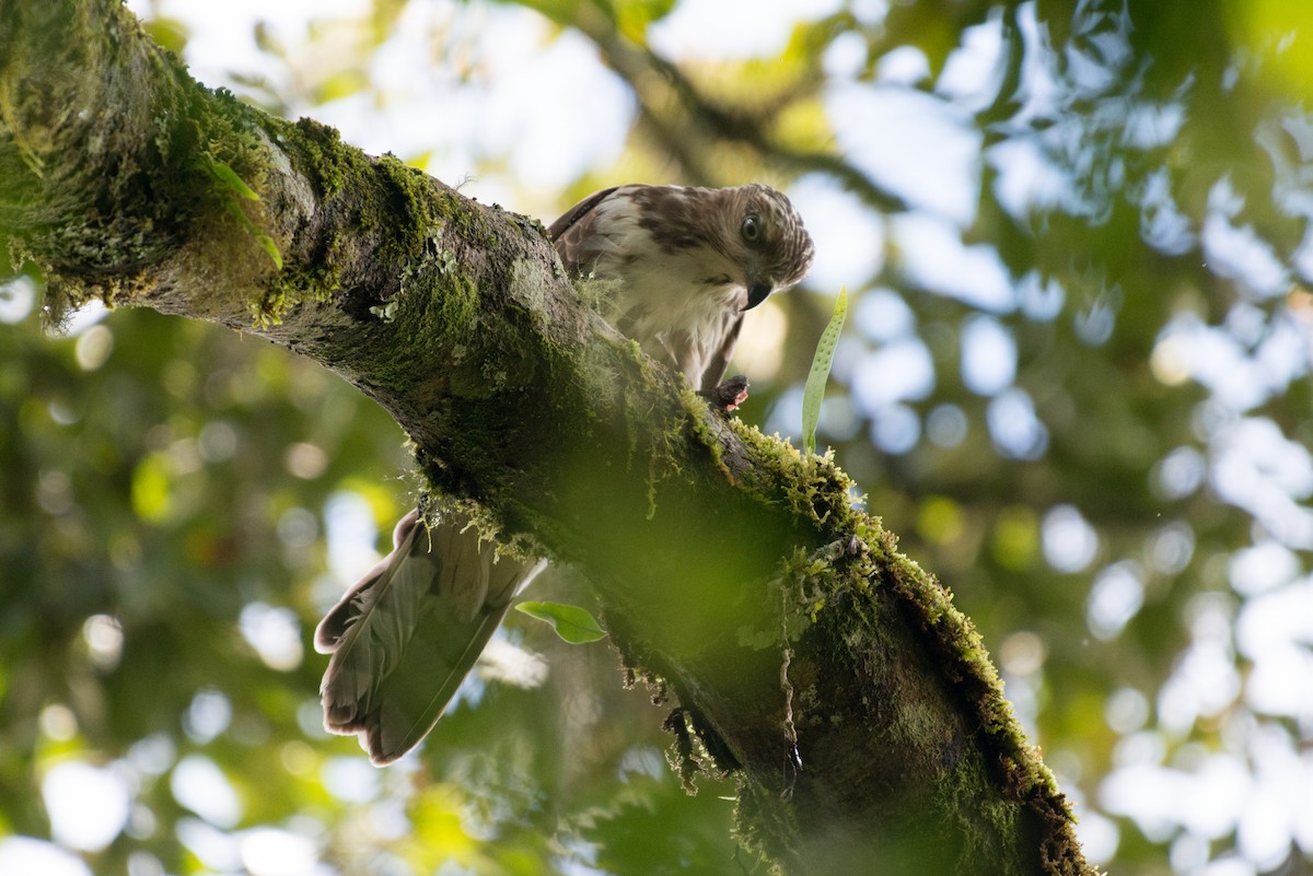 Madagascar Cuckoo-Hawk - ML141599971