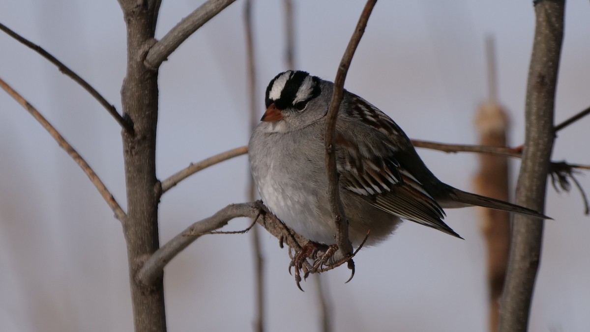 White-crowned Sparrow - Mike Grant