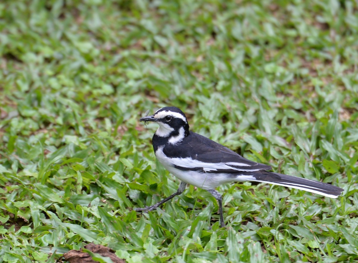 African Pied Wagtail - ML141600131