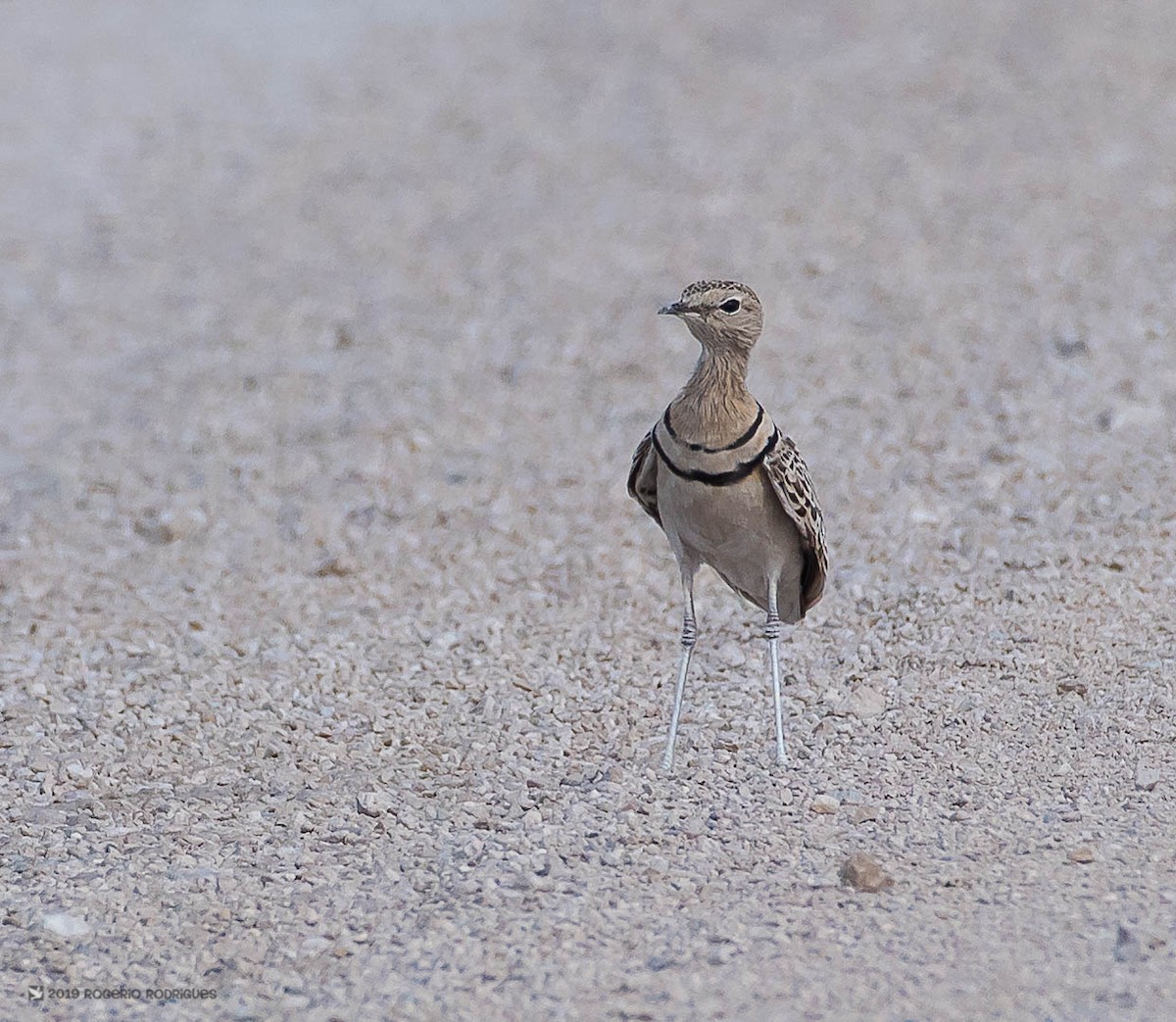 Double-banded Courser - Rogério Rodrigues