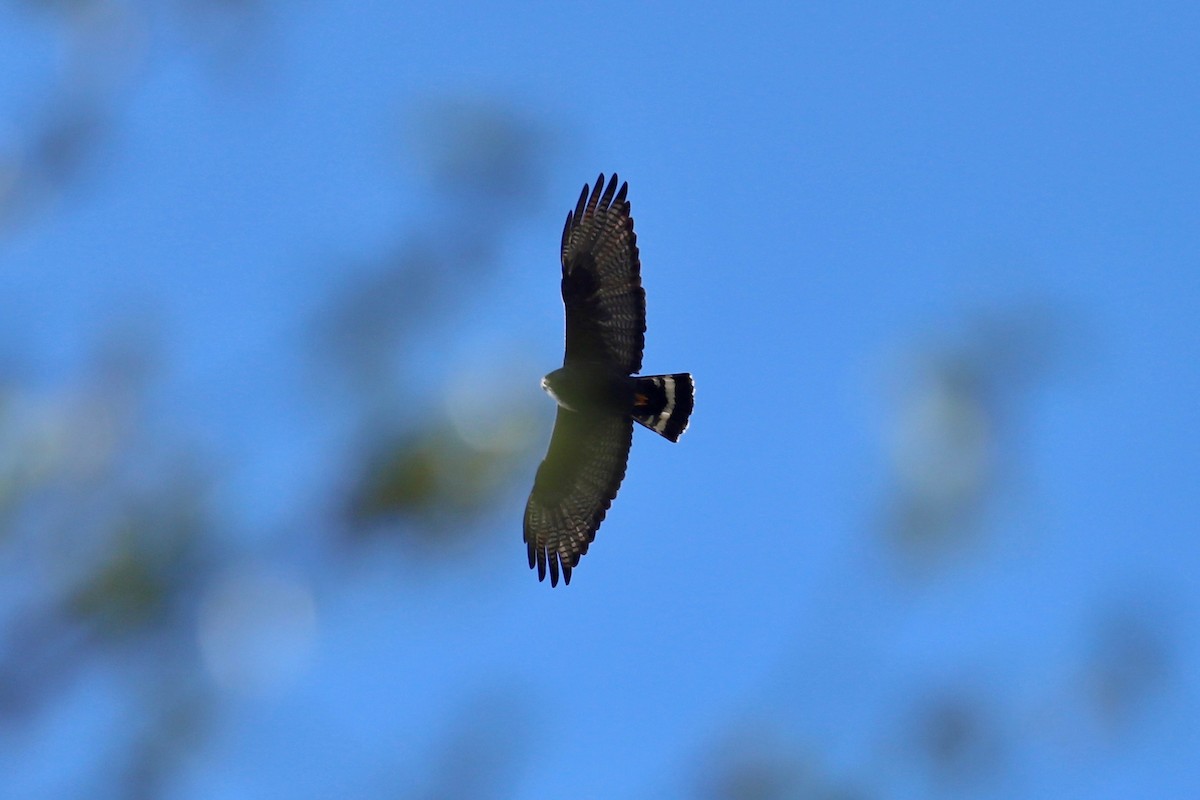 Zone-tailed Hawk - Nicholas Pederson