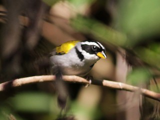 Männchen (Yellow-mandibled) - Jay McGowan - ML141603671