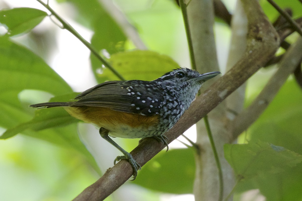 Peruvian Warbling-Antbird - ML141604371