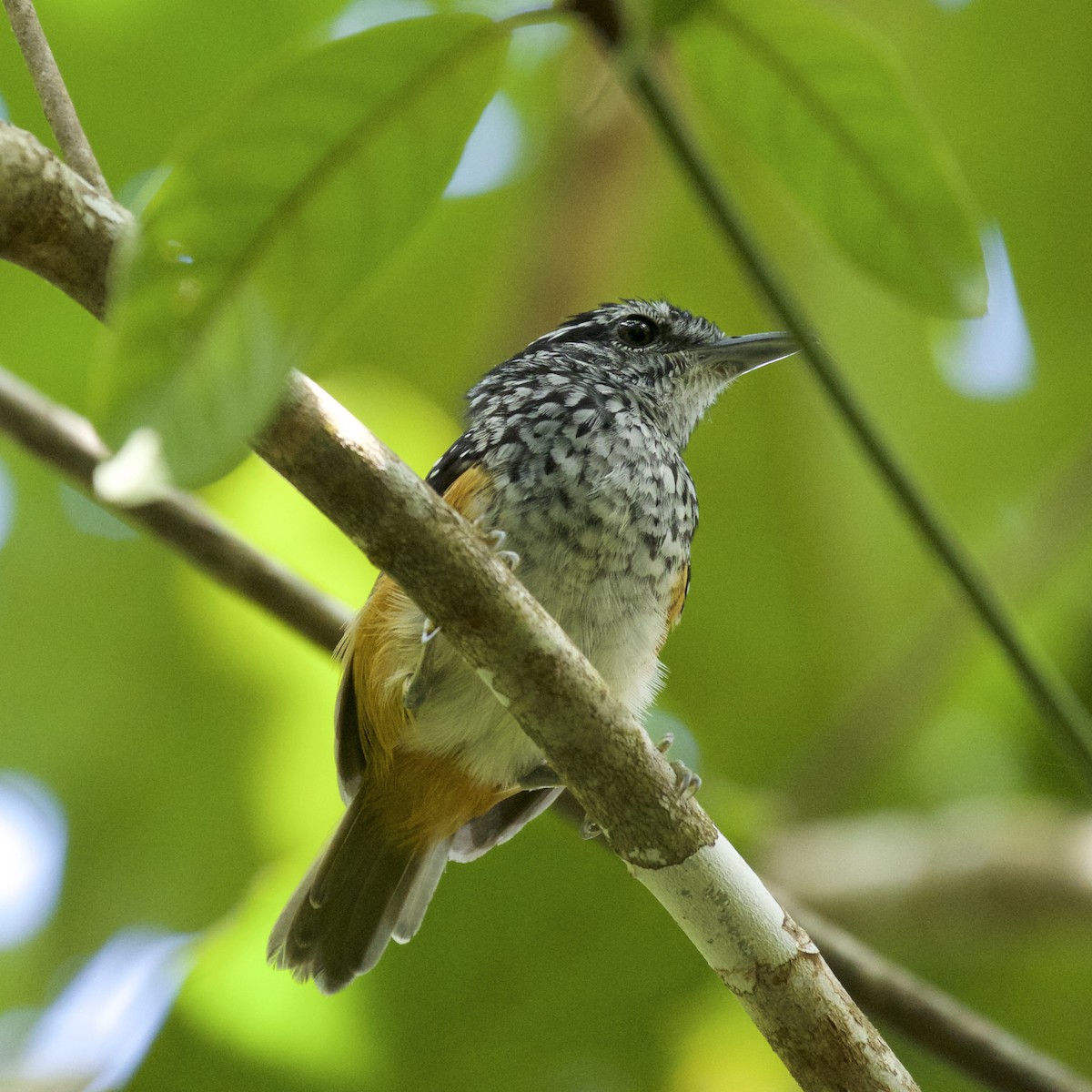 Peruvian Warbling-Antbird - Nicole Desnoyers