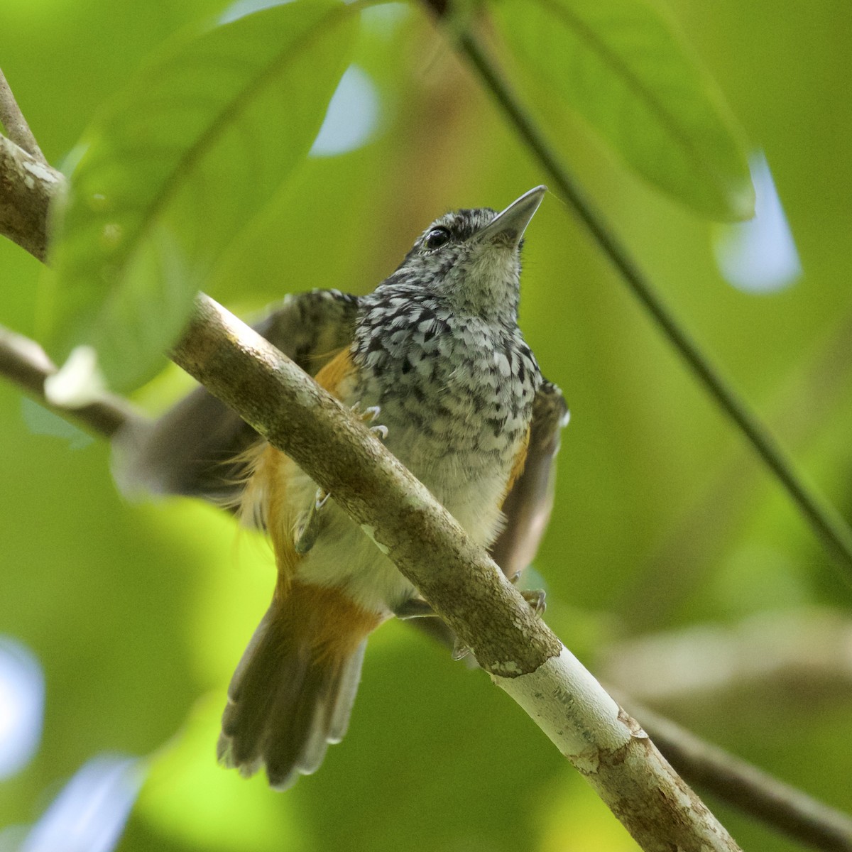 Peruvian Warbling-Antbird - ML141604421