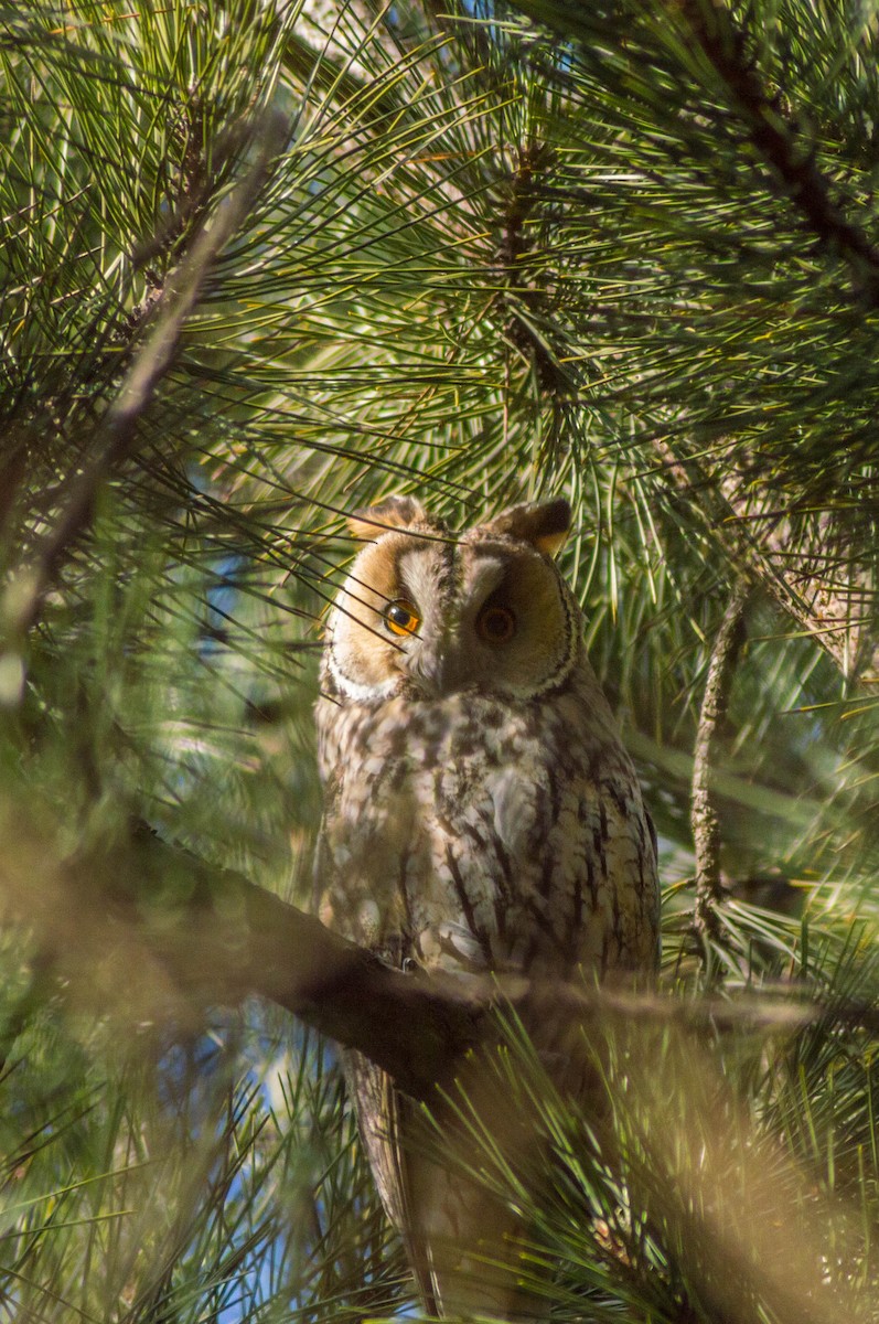 Long-eared Owl - Володимир Мерзлікін