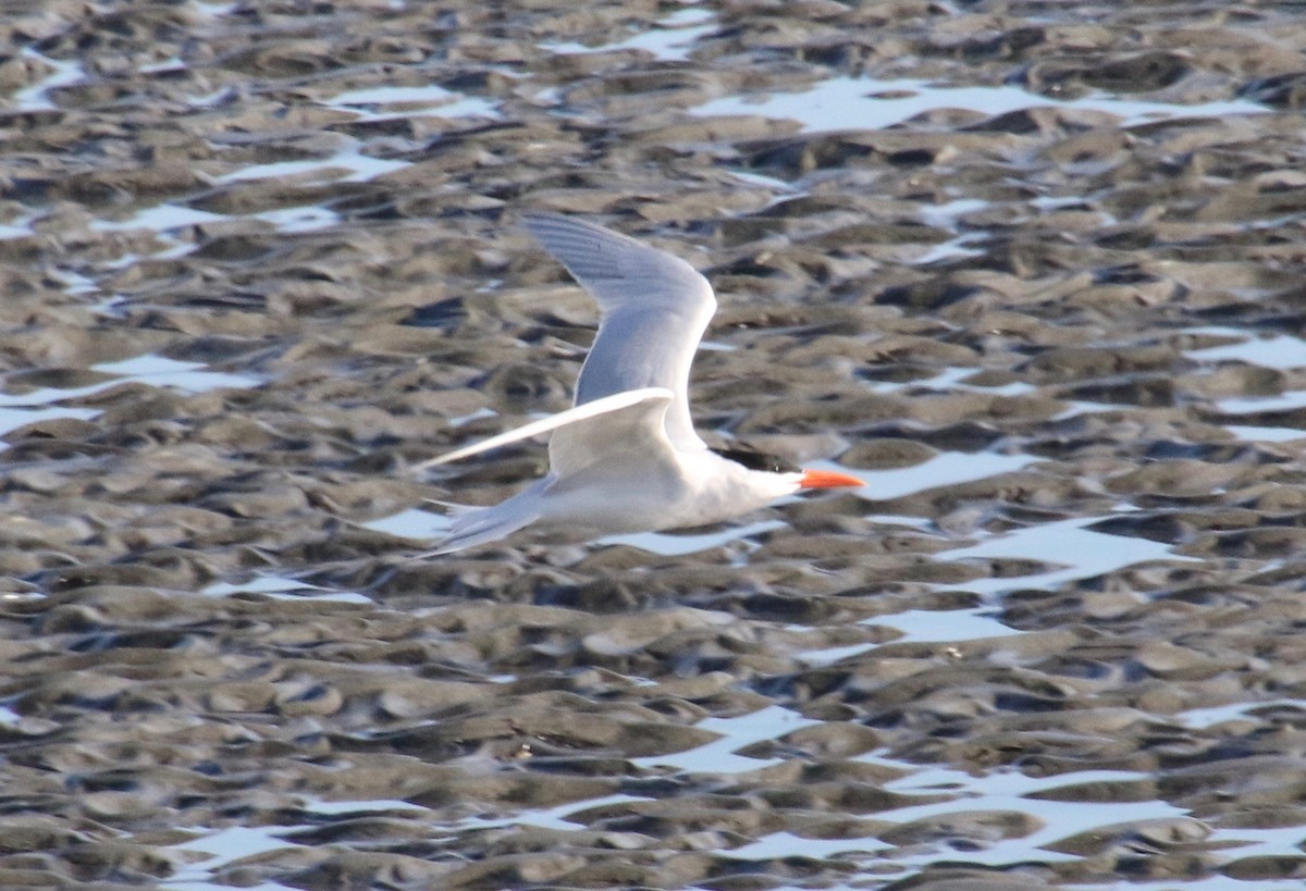 Royal Tern - Millie and Peter Thomas