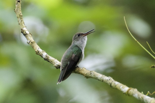 Olive-spotted Hummingbird