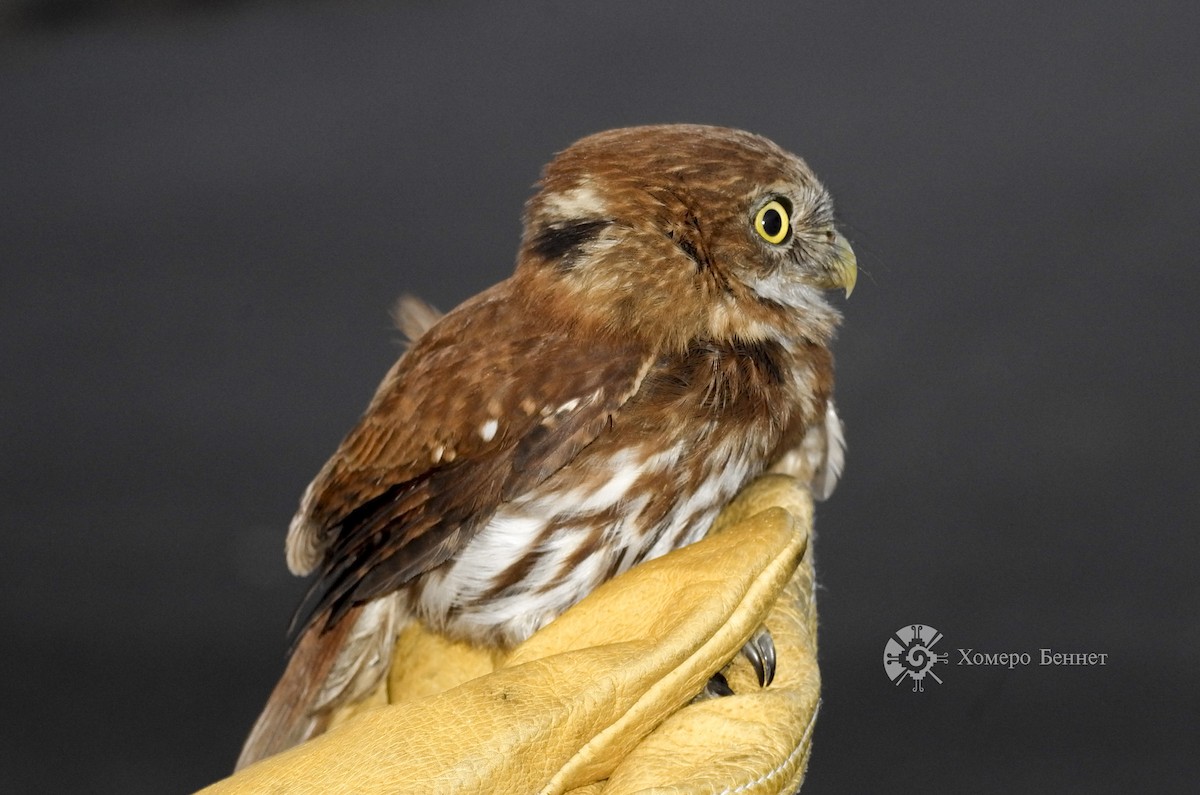 Ferruginous Pygmy-Owl - Bennet Homero