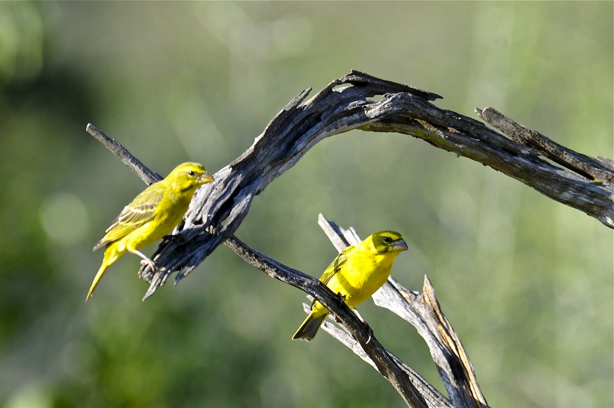 Yellow-crowned Canary - Gerald Friesen
