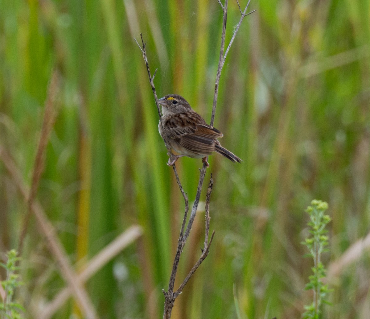 Grassland Sparrow - Renato Machado de Sobral