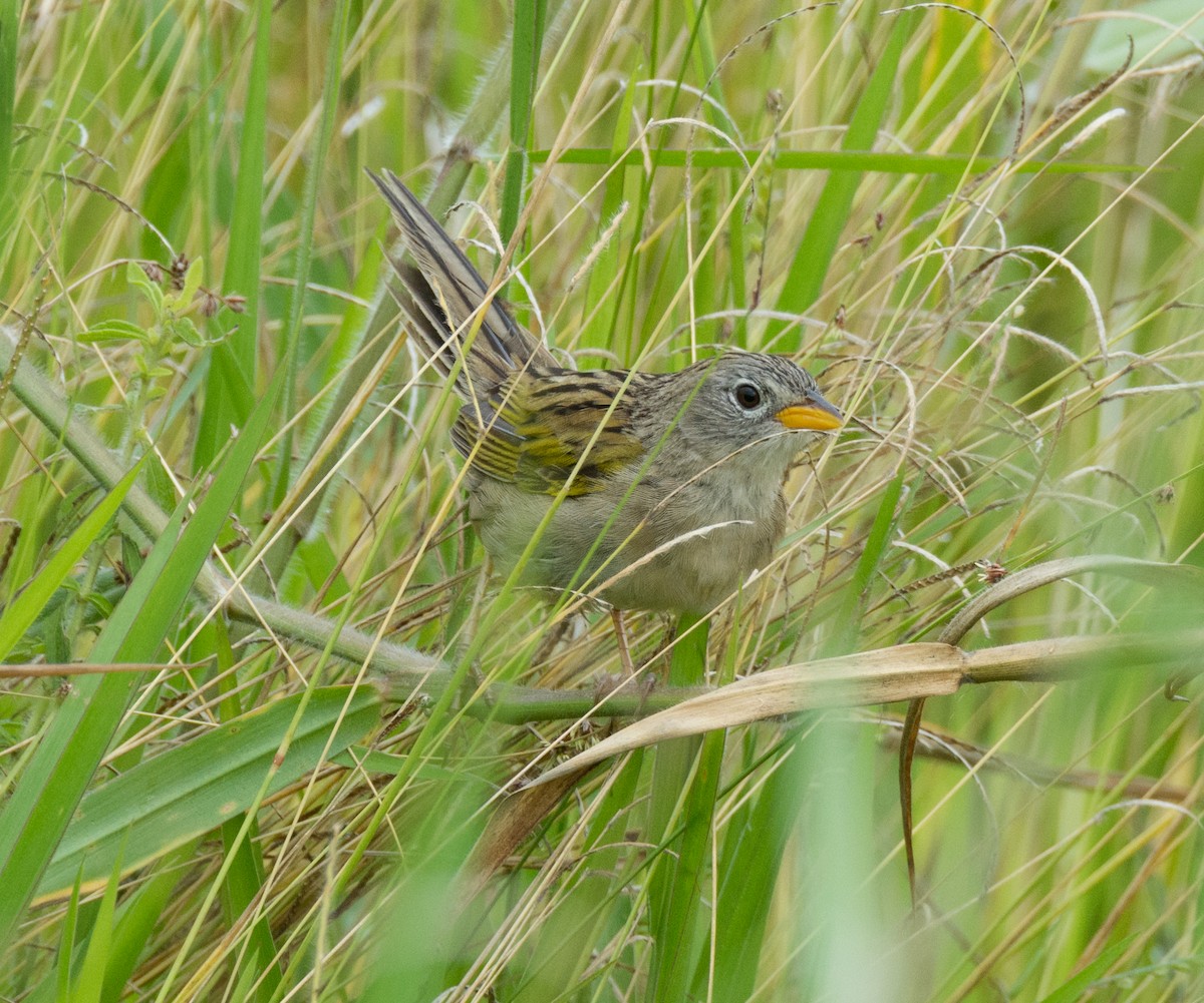 Wedge-tailed Grass-Finch - Renato Machado de Sobral