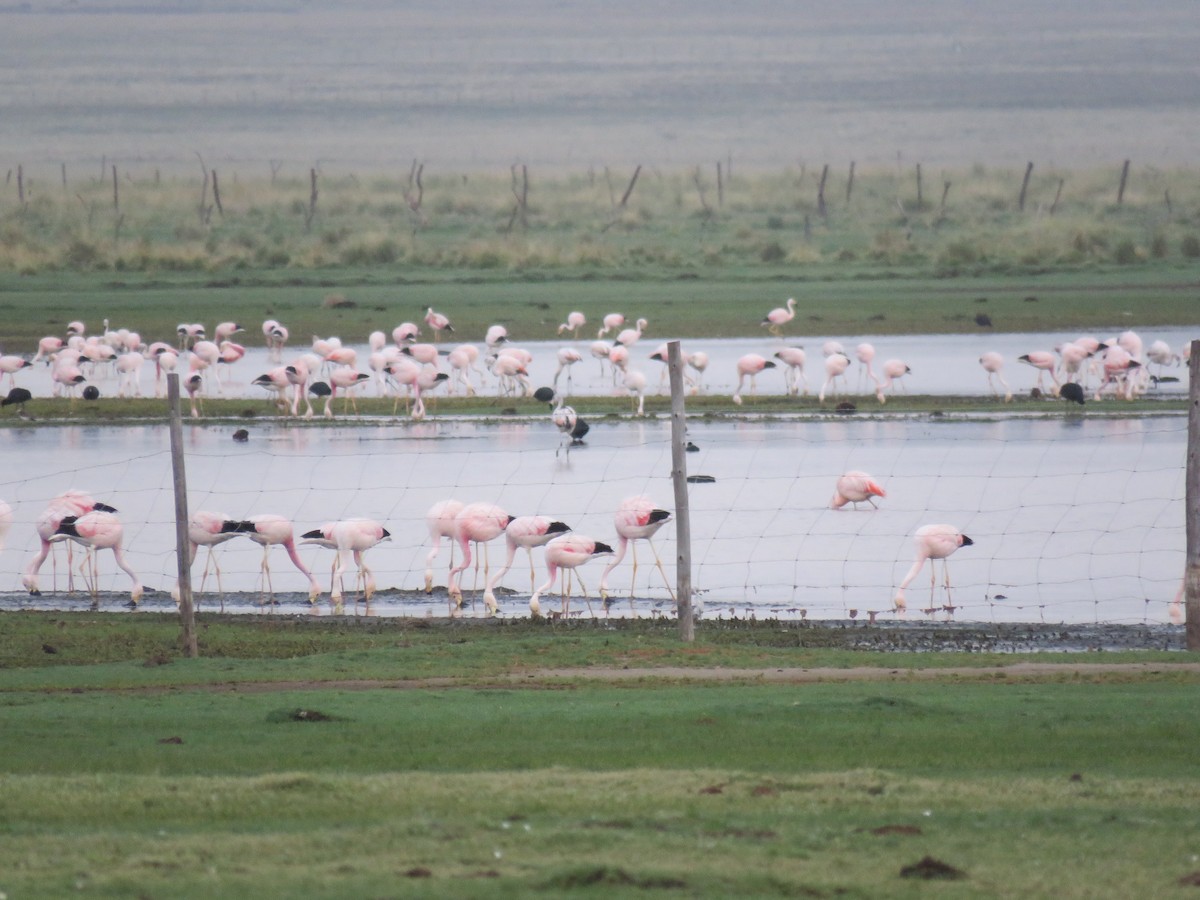 Andean Flamingo - Susanna Lewis de Amable
