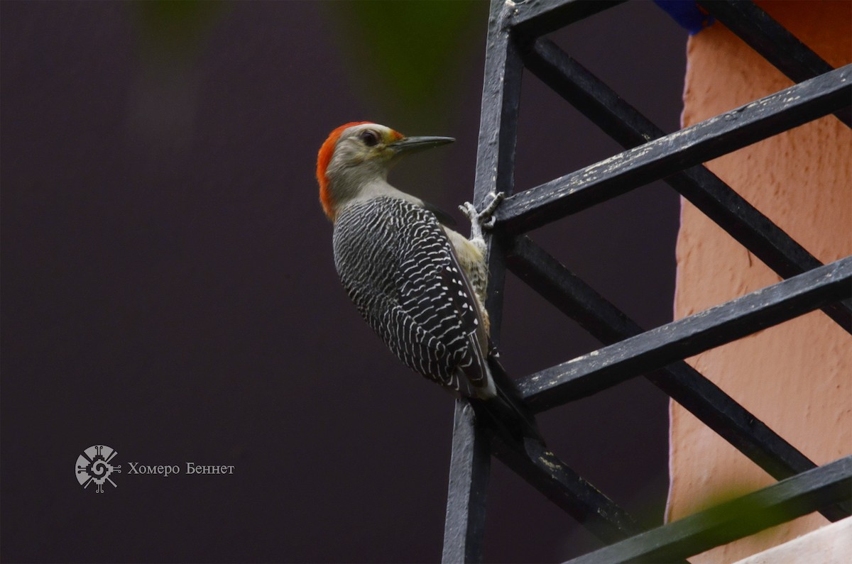 Golden-fronted Woodpecker - Bennet Homero