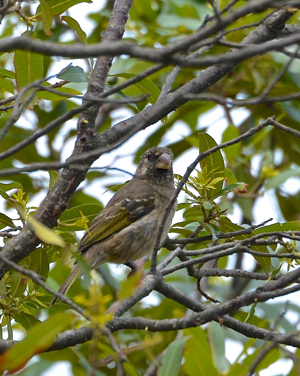 Thick-billed Seedeater - ML141612241