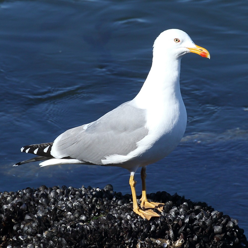 Yellow-legged Gull - Jaime Pires