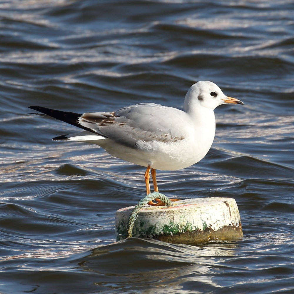 Mouette rieuse - ML141613421