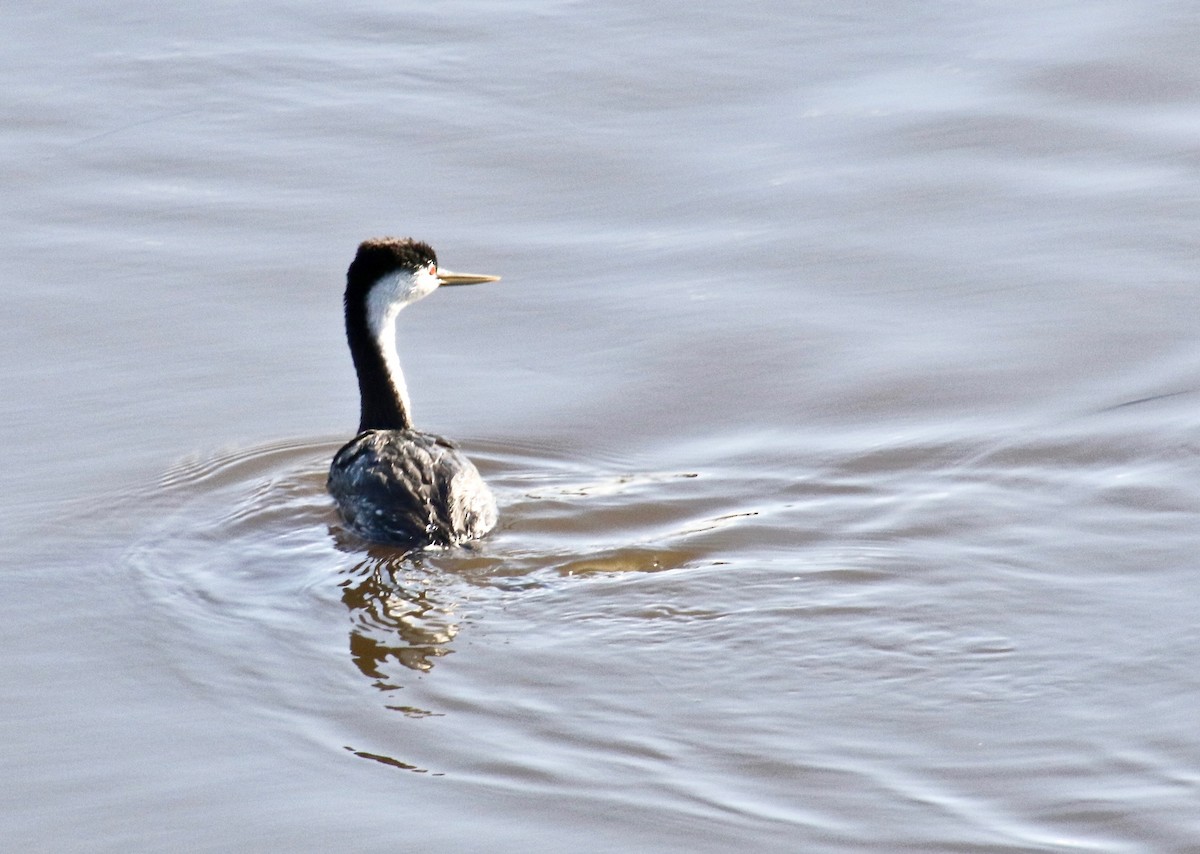 Western Grebe - Millie and Peter Thomas