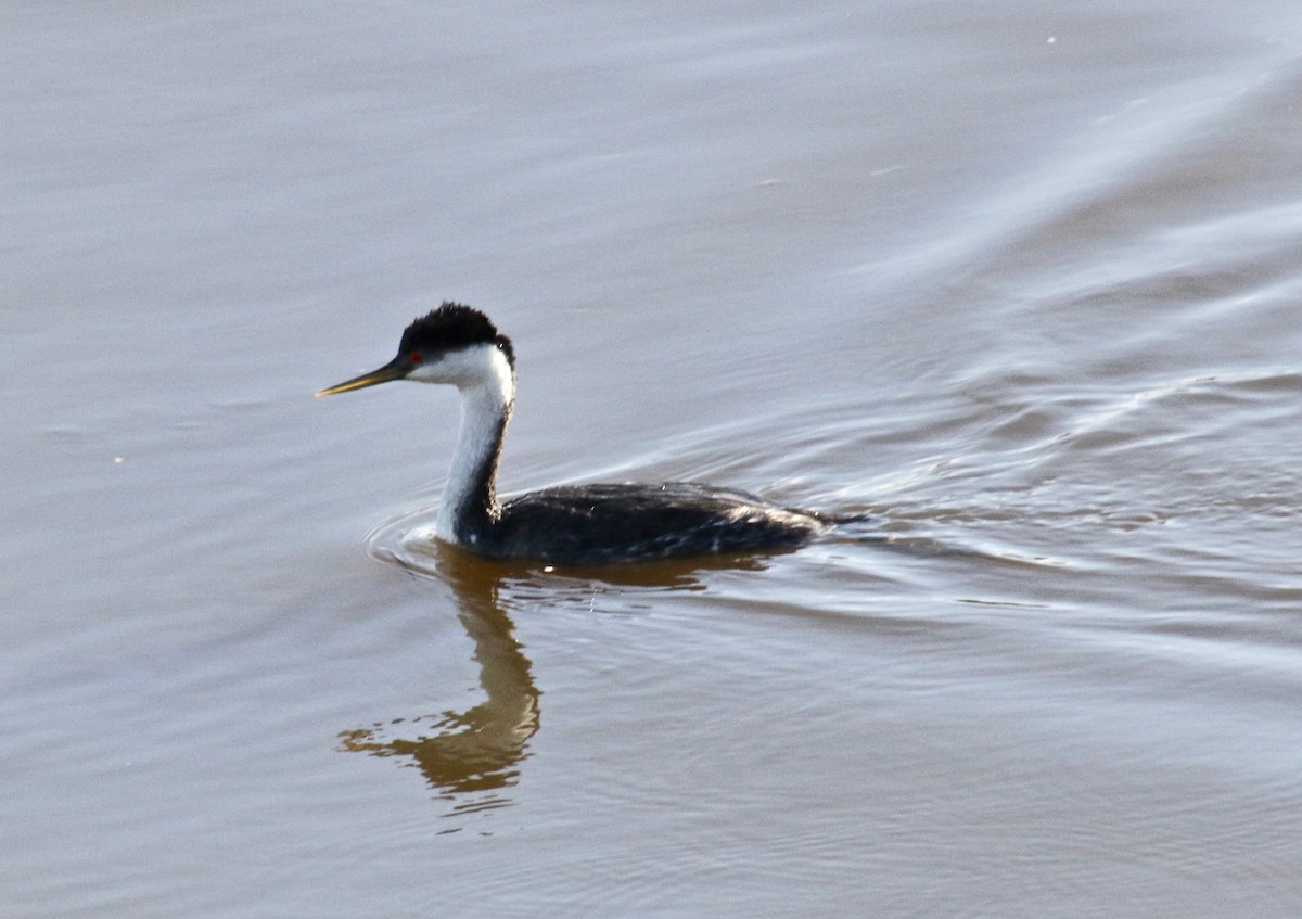 Western Grebe - Millie and Peter Thomas