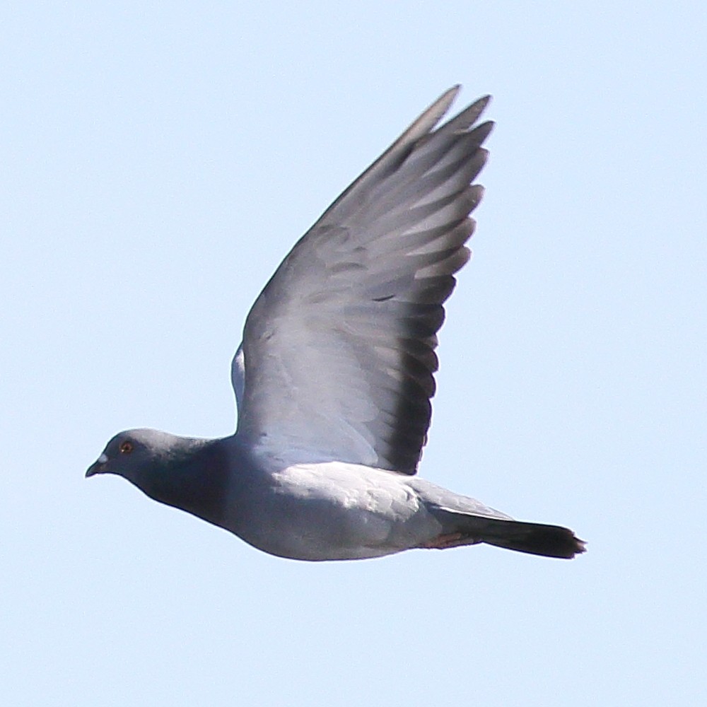 Rock Pigeon (Feral Pigeon) - ML141613841