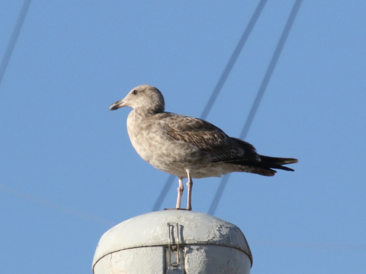 Western Gull - Millie and Peter Thomas
