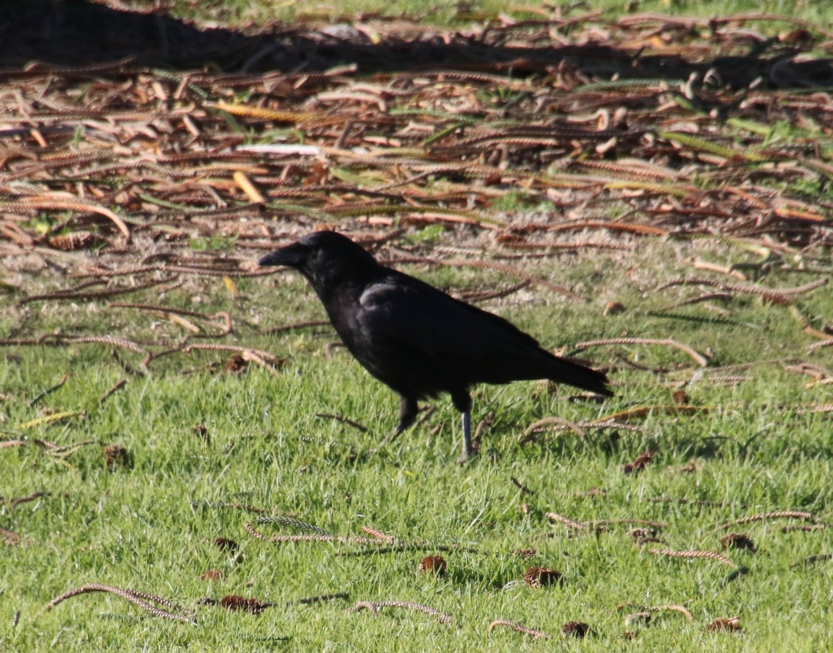 American Crow - Millie and Peter Thomas