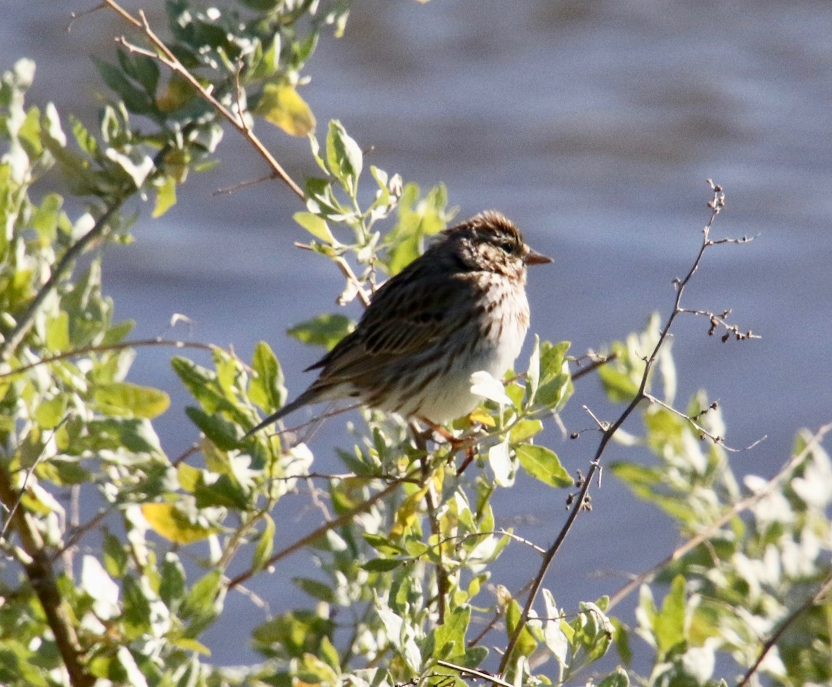 Savannah Sparrow (Savannah) - ML141614241