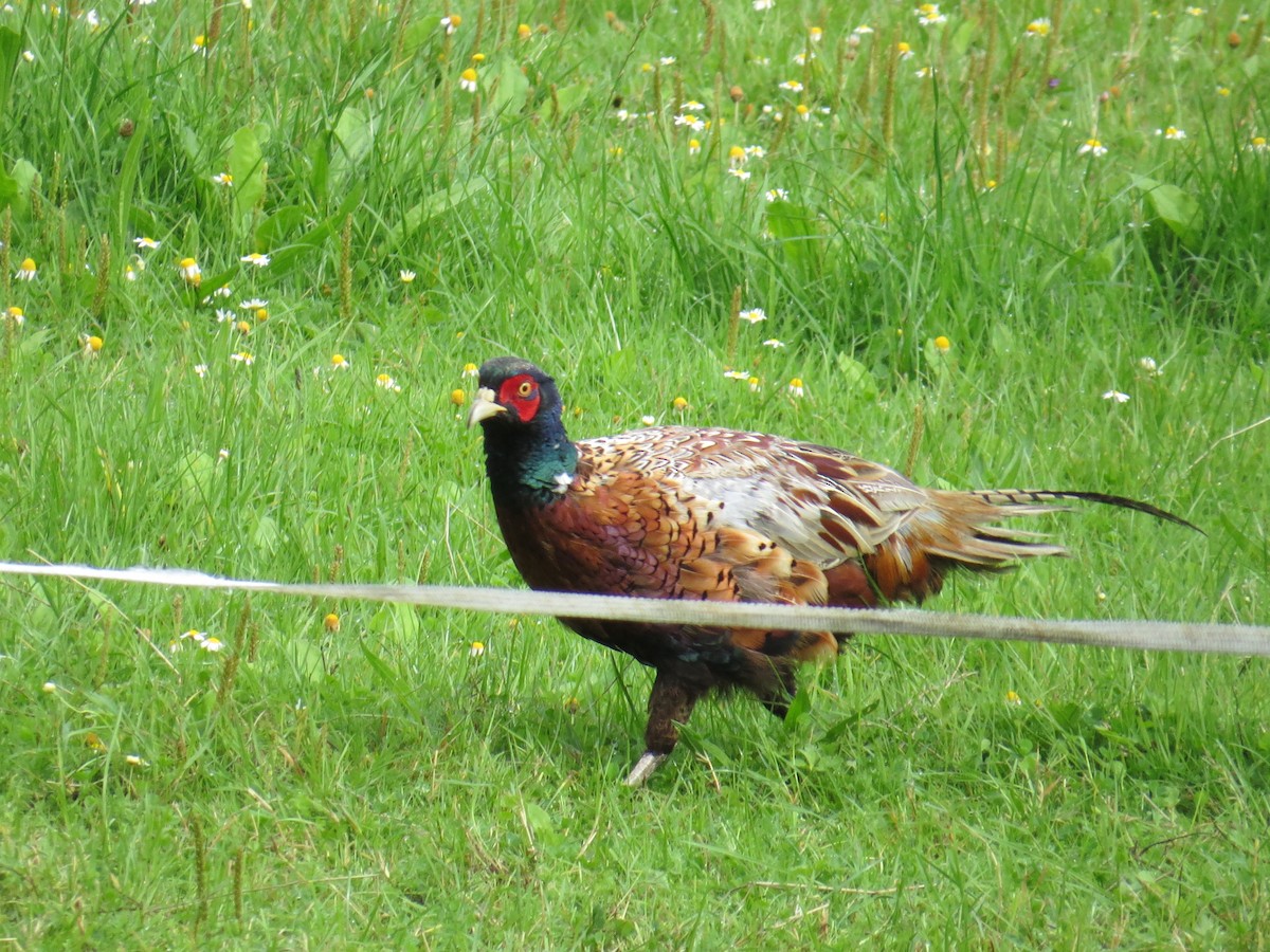 Ring-necked Pheasant - Myron Gerhard