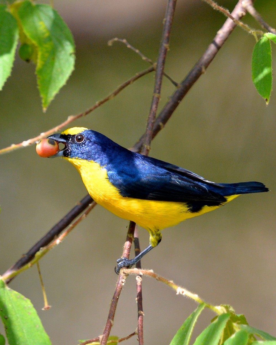 Thick-billed Euphonia (Black-tailed) - Gerald Friesen